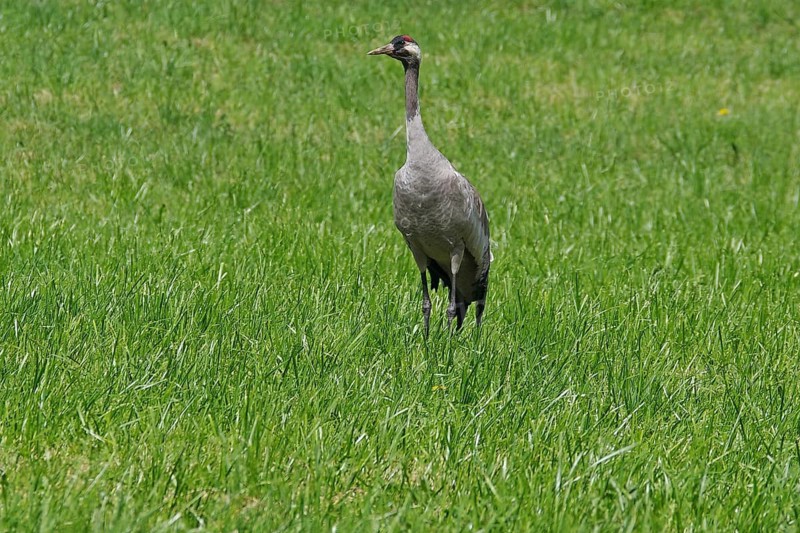 Crane standing alone on green field, Götaleden, Karlsborg, passenger ship Diana, Hajstorp, Göta Canal, Västra Götalands län, Sweden