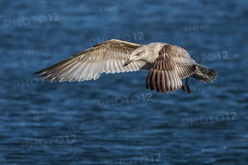 A herring gull (Larus argentatus) in its juvenile plumage during its first winter, hunting young herring (Clupea harengus), aerial photograph, beach, beach bird, coastal bird, May, Thorsminde, Denmark