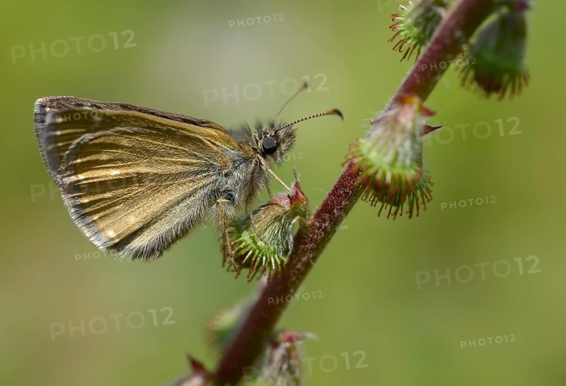 Dingy skipper, dark-headed butterfly, insects, butterflies, insects, butterflies, butterflies, butterflies, butterflies, butterflies