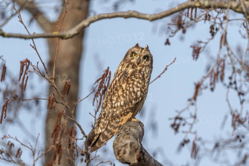 Short-eared owl (Asio flameus) sitting on a branch. Bas Rhin, Alsace, France