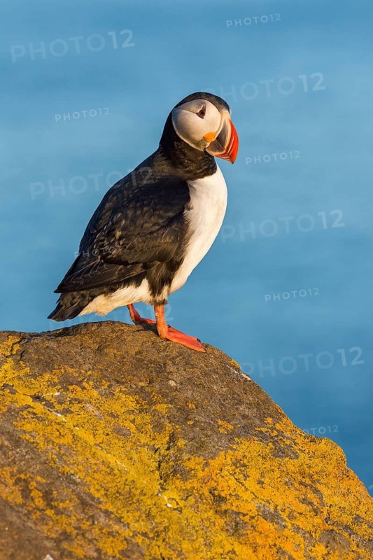 Atlantic Puffin (Fratercula arctica) on cliff, Iceland