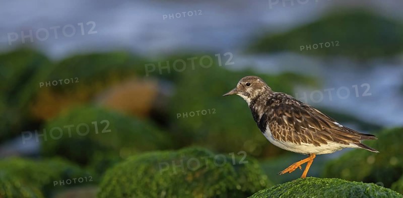 Turnstone, (Arenaria interpres), Animals, Birds, Snipe family, Heligoland, Schleswig-Holstein, Germany
