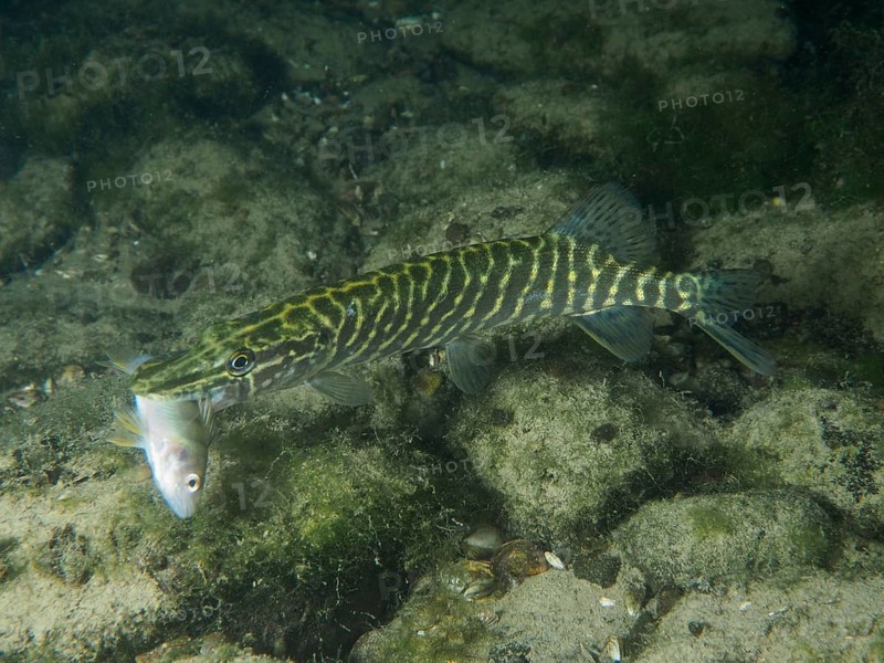 A pike (Esox lucius) holds a small fish in its mouth and swims in a stony, algae-rich environment, dive site Zollbrücke, Rheinau, Canton Zurich, Rhine, High Rhine, Switzerland, Jestetten, Germany