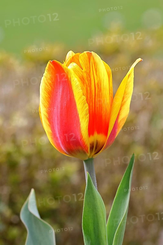 Tulip blossom (Tulipa), yellow-red blossom, in a garden, close-up, inflorescence, early bloomer, spring, Wilnsdorf, North Rhine-Westphalia, Germany