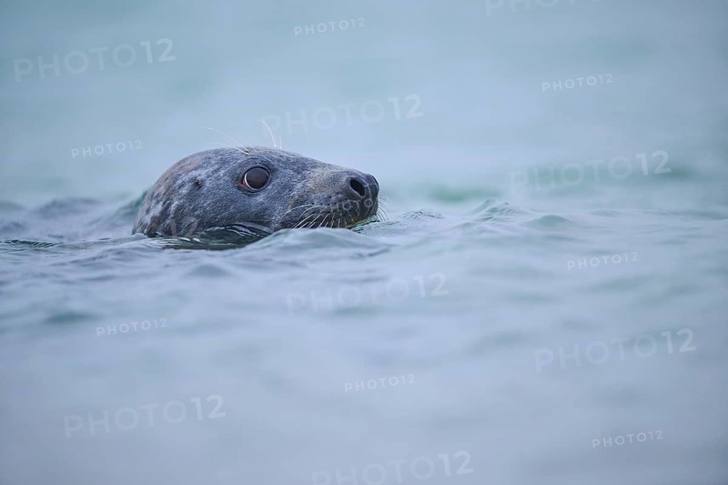 Grey seal (Halichoerus grypus) looking out of the water while swimming in the sea, Düne, Helgoland, Schleswig-Holstein, Germany