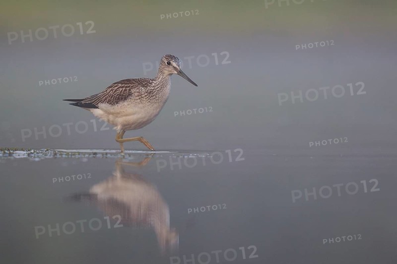 Common Greenshank (Tringa nebularia), North Rhine-Westphalia, Germany