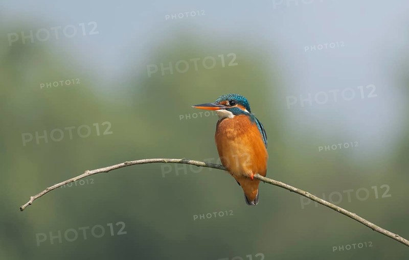 Vibrant Common Kingfisher (Alcedo atthis) perched on a thin branch, Sreepur, Gazipur, Bangladesh