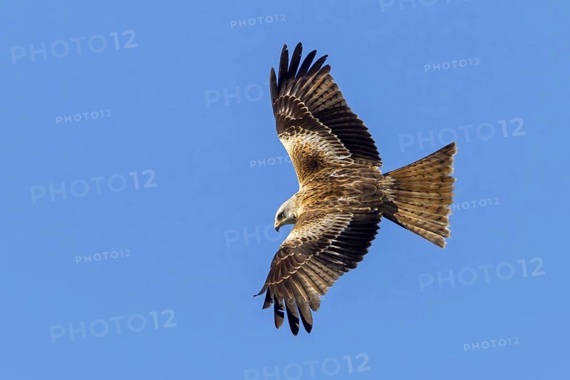 Red Kite, (Milvus milvus), Red Kite, Fork-tailed Kite, King Kite, animals, birds, bird of prey, hawk family, flight photo, blue sky, sideways, Lucerne, Lucerne, Switzerland