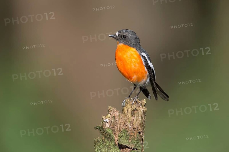 Flame Robin (Petroica phoenicea) male, Victoria, Australia