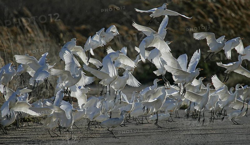 Western Cattle Egret (Bubulcus ibis) group, Spain