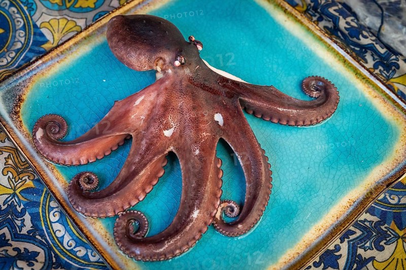 An octopus (Octopoda) on a blue decorative plate, fish market, Palermo, Sicily, Italy