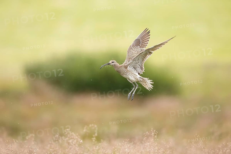 Whimbrel (Numenius phaeopus) flying in grassland, Dalvik, Iceland