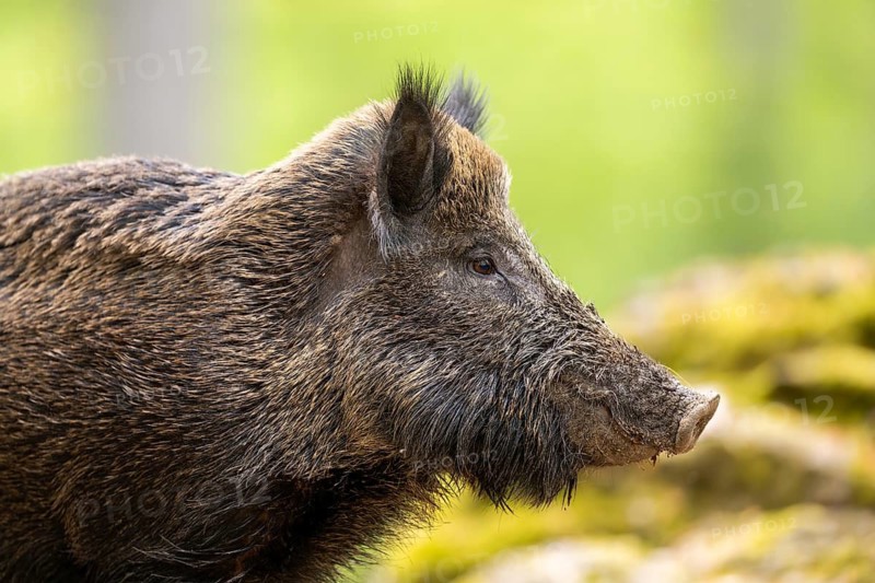 Wild boar (Sus scrofa) standing in a forest, Bavaria, Germany