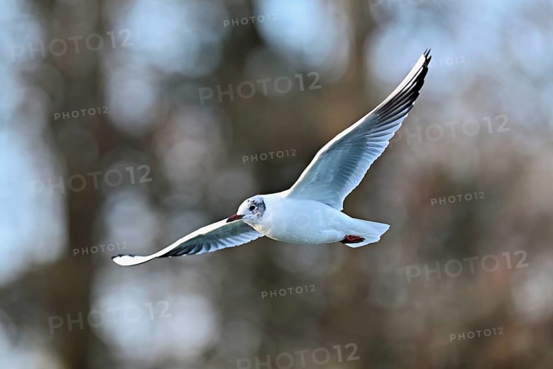 Black-headed Black-headed Gull (Larus ridibundus), in flight, Lake Zug, Canton Zug, Switzerland