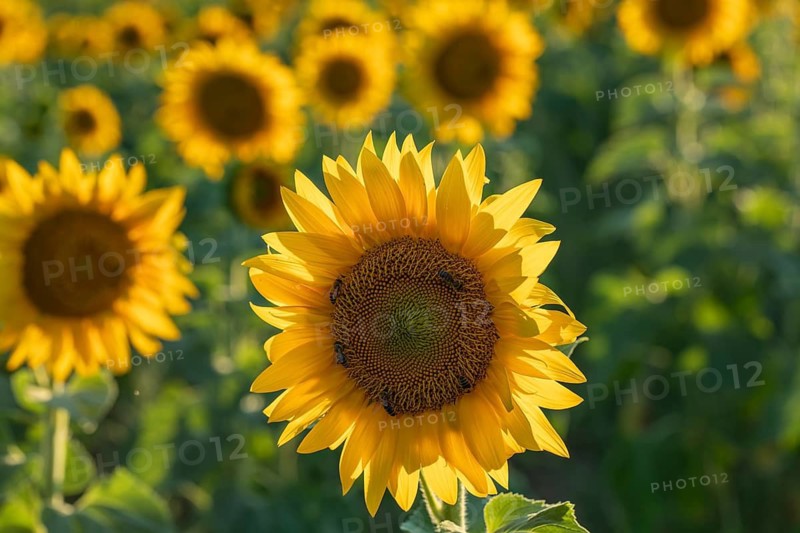 Daytime horizontal view of a vibrant yellow sunflower (Helianthus annuus) in sharp focus with honey bees (Apis mellifera) on its central disc, set against a blurry sunflower field bathed in golden light. Baden-Württemberg, Germany