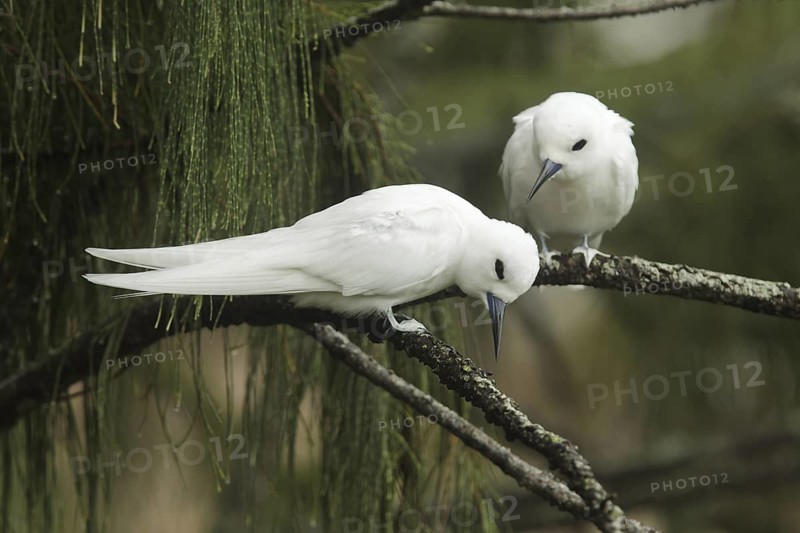 White Tern (Gygis alba), Hawaii, USA
