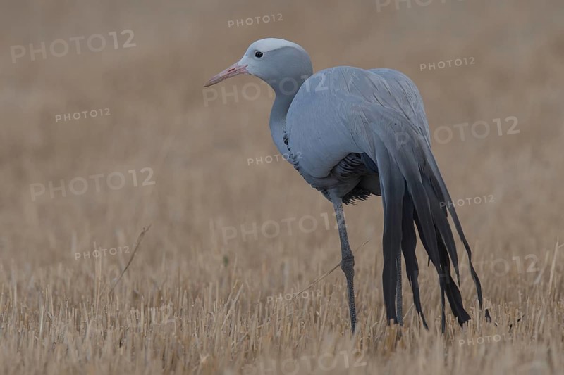Blue Crane (Grus paradisea), South Africa
