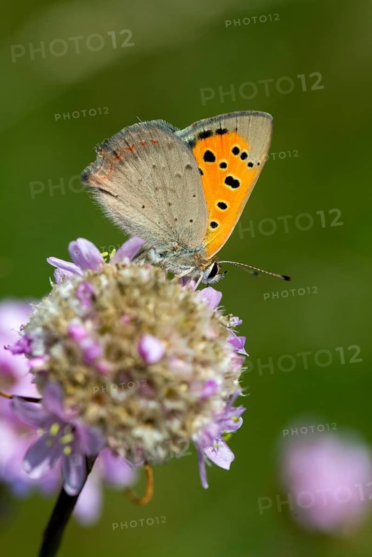 Fire butterfly, small fire butterfly, Lycaena phlaeas, small copper, butterfly, high size, portrait format, insects, butterfly, butterfly, butterfly