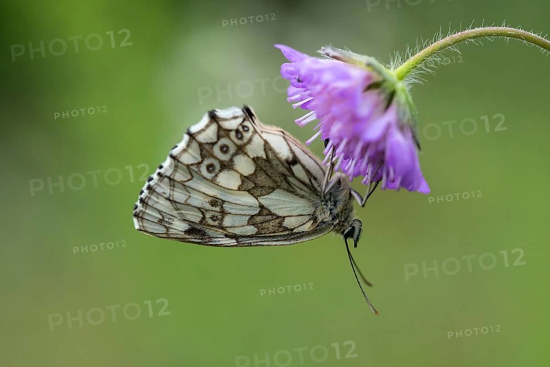 Board game, women's board, marbled white, melanargia galathea, checkerboard, butterfly, insects, butterfly, butterflies, butterflies, butterflies