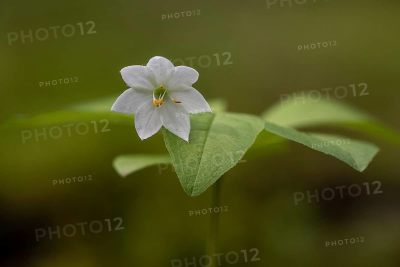 European seven-pointed star (Trientalis europaea), Emsland, Lower Saxony, Germany
