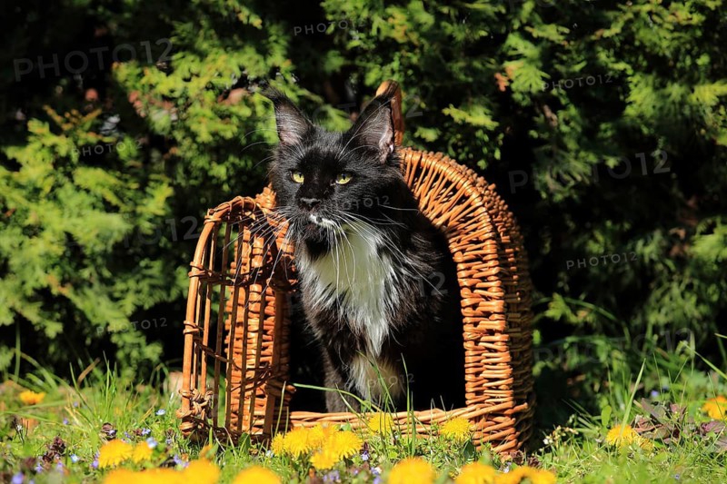 A black-and-white cat sits intently in a basket on a flower-filled meadow, a Maine Coon (Felis silvestris catus), in a meadow, in a basket, Baden-Württemberg, Germany
