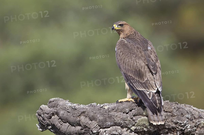 Bonelli's Eagle (Aquila fasciata) juvenile, Portugal