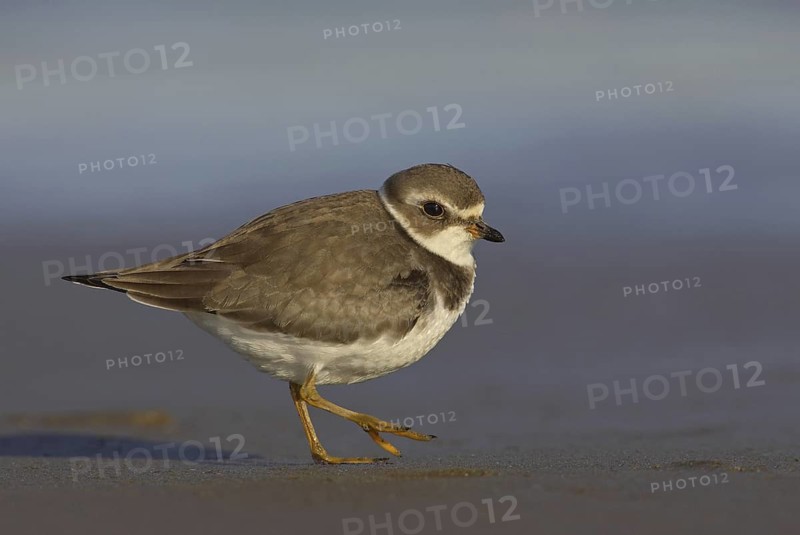 Semipalmated Plover (Charadrius semipalmatus), Ohio, USA