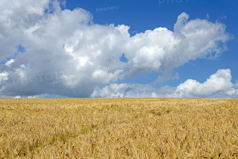Grain field, barley (Hordeum vulgare), blue cloudy sky, North Rhine-Westphalia, Germany