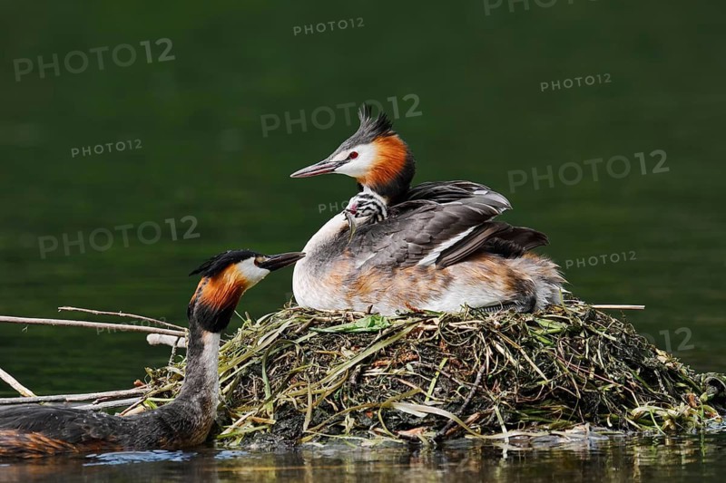 Great Crested Grebe (Podiceps Scalloped ribbonfish) feeding chicks on the nest, North Rhine-Westphalia, Germany