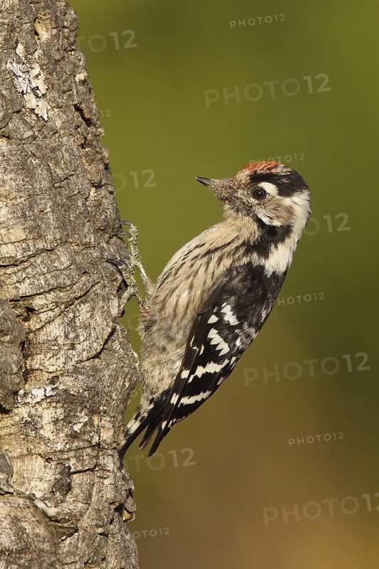 Lesser Spotted Woodpecker (Dryobates minor) male, Portalegre, Portugal