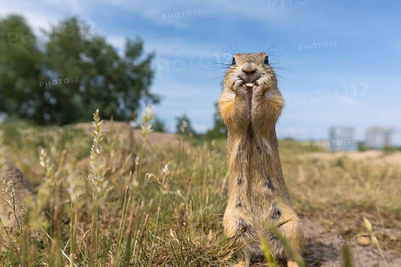 European ground squirrels (Spermophilus citellus) or European souslik feeding on seeds in grass