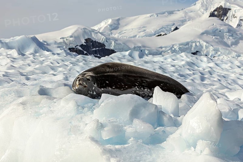 A seal lies on an icy surface surrounded by snow-covered mountains in the Arctic, Weddell seal (Leptonychotes weddellii) on an ice floe in the Antarctic