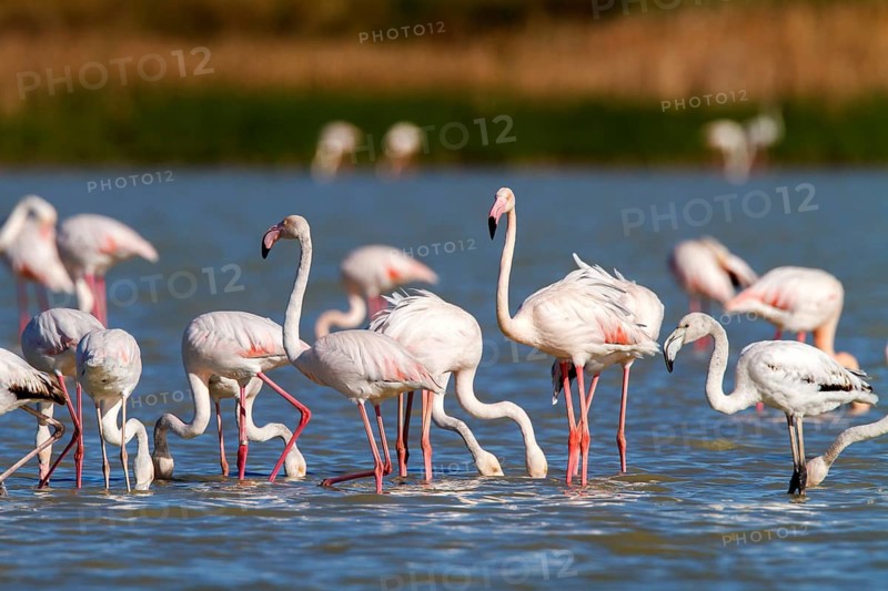 Greater Flamingo (Phoenicopterus roseus), Castile-La Mancha, Spain