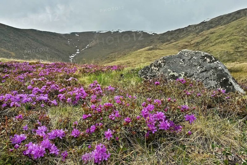 Berpanorama mit Zwerg-Rhododendron (Rhododendron impeditum), Khuvsgul National Park, Chöwsgöl, Mongolei