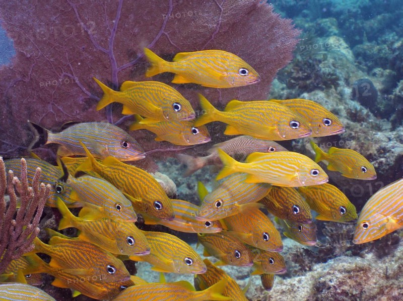 A school of yellow fish, French grunt (Haemulon flavolineatum), swimming synchronously near the sea with a common sea fan (Gorgonia ventalina) in the background, dive site John Pennekamp Coral Reef State Park, Key Largo, Florida Keys, Florida, USA