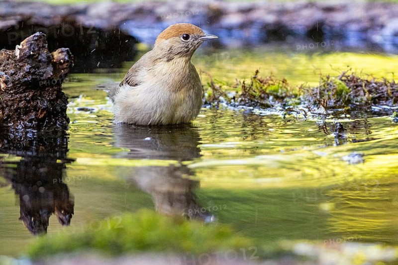 Blackcap (Sylvia atricapilla) wbl while bathing Germany