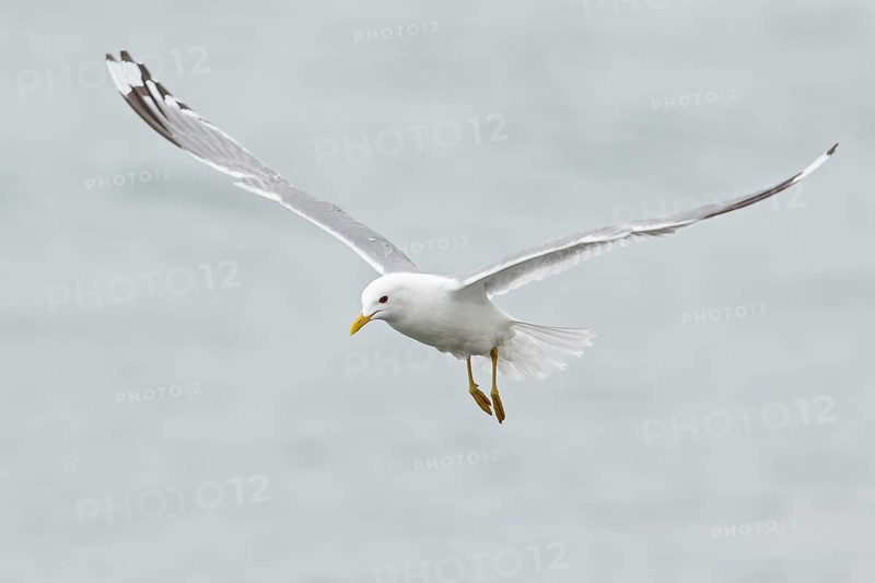 Mew Gull (Larus canus) feeding in the ocean near Nome, Alaska