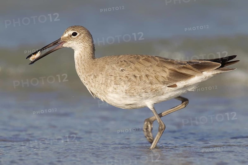 Willet (Tringa semipalmata), Florida, USA