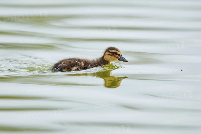 Wild duck (Anas platyrhynchos) chick swimming in the water, Camargue, France