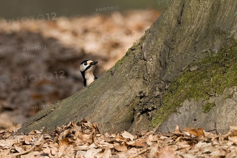 A great spotted woodpecker (Dendrocopos major) looks out from behind a tree, surrounded by autumn leaves, Hesse, Germany