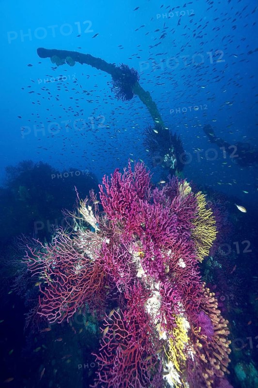 Colourful corals, Violescent sea-whip (Paramuricea clavata), on a shipwreck, dive site wreck Le Donator, Giens peninsula, Mediterranean Sea, Porquerolles, Provence, Côte d'Azur, France