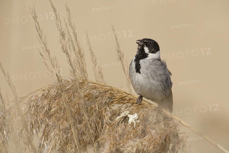 Common Reed Bunting (Emberiza schoeniclus) male, Saxony-Anhalt, Germany