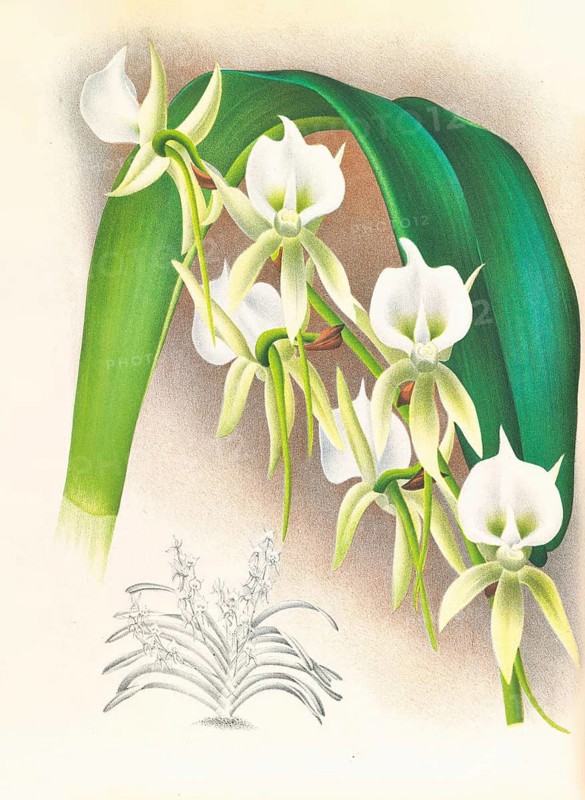 Orchid, Angraecum eburneum var superbum, authentic reproduction of an illustration by Jean Jules Linden (1817 - 1898), Luxembourgish-Belgian botanist, one of the fathers of orchid research, Historical