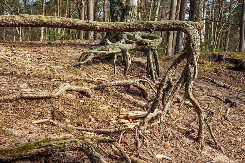 Aerial roots in a pine tree forest, planted to stop a sand drift during the 19th century in Ystad, Skåne county, Sweden, Scandinavia