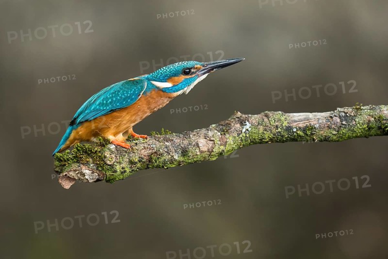 Common Kingfisher (Alcedo atthis) male perched on a branch, Lower Saxony, Germany