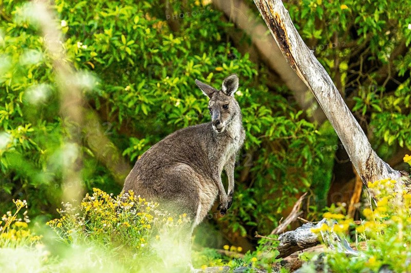 A kangaroo stands amidst lush green foliage and tree trunks in an Australian forest. The scene captures the essence of wildlife and nature in a vibrant, serene setting