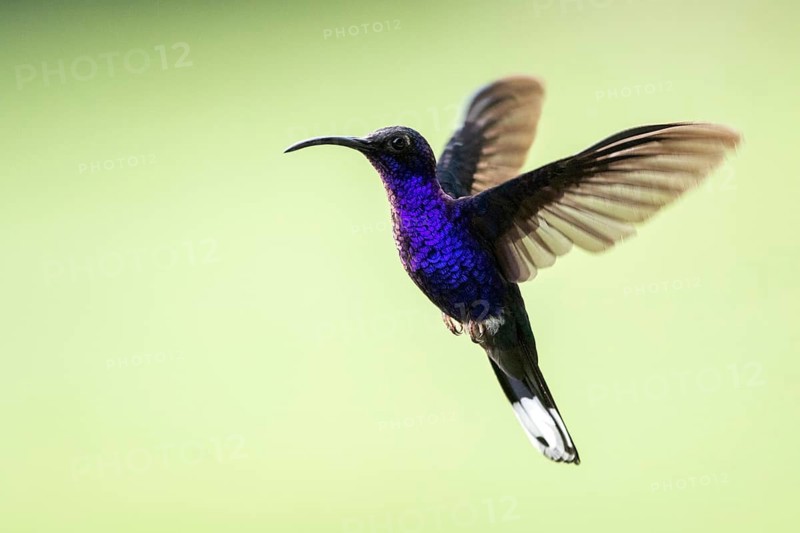 Violet Sabrewing (Campylopterus hemileucurus) male flying, Solola, Guatemala