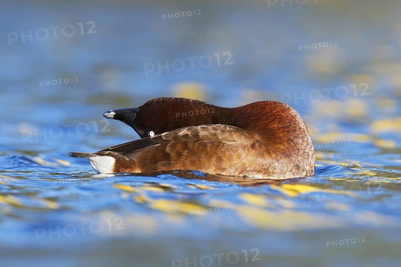 Hardhead (Aythya australis) male, Victoria, Australia