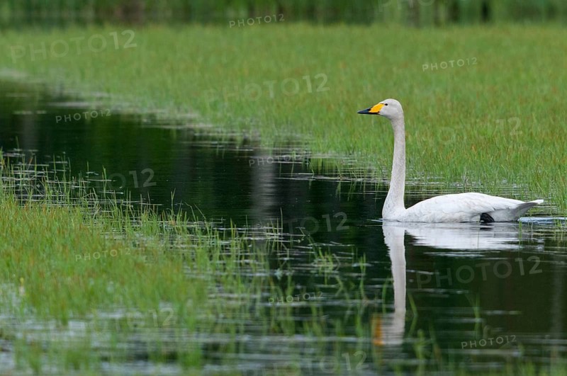 Cygnus cygnus, Finland, singing swan, whooper swan, anatidae, birds, duckbirds, adolescent, juvenile, swan, swans, swans, birds, waterbirds, waterbirds