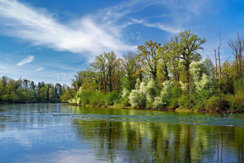 A flowering European Bird Cherry (Prunus padus) on the banks of the River Reuss, Merenschwand, Freiamt, Canton of Aargau, Switzerland